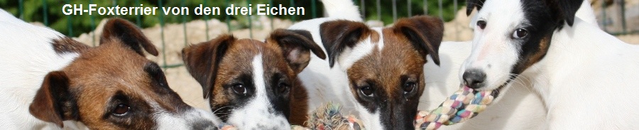 GH-Foxterrier von den drei Eichen